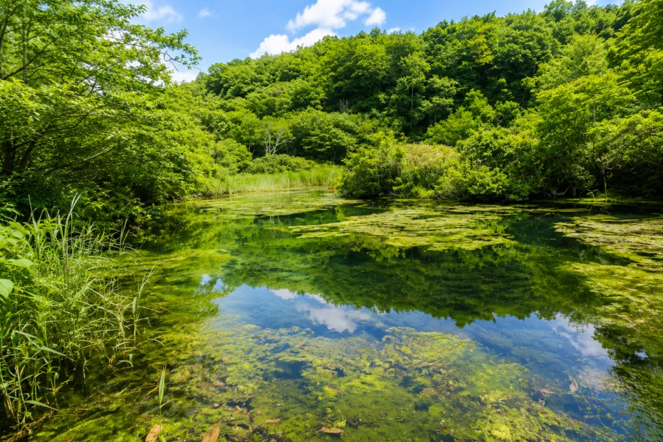 田代平湿原