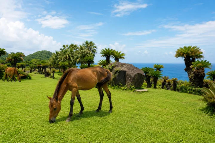 都井岬のソテツ自生地