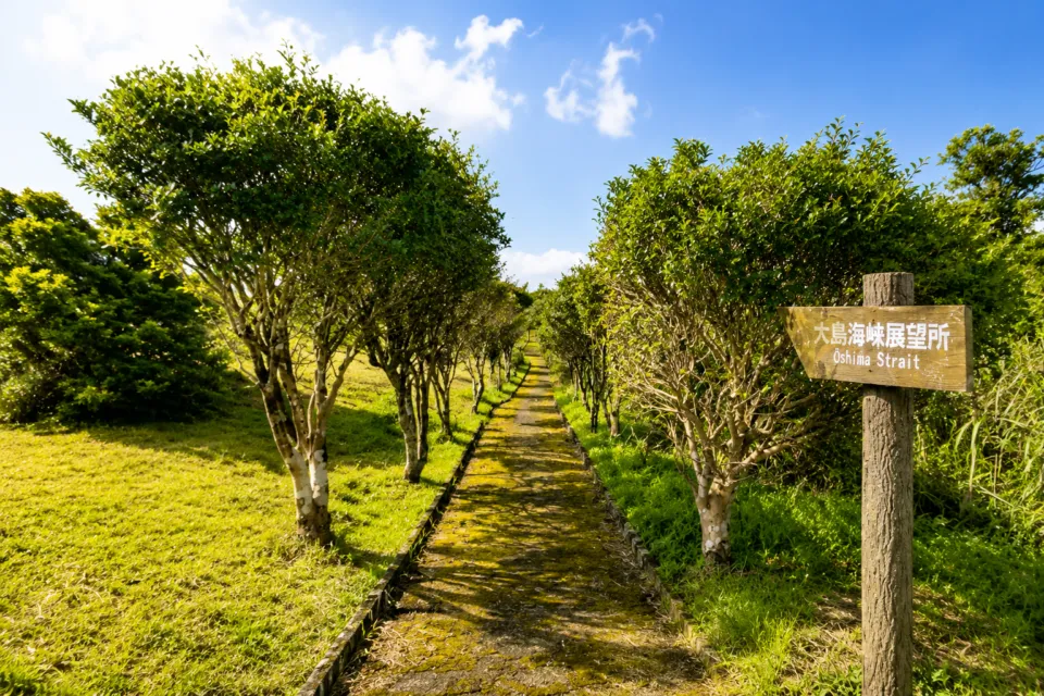 油井岳展望台