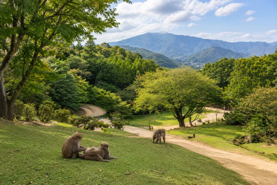 嵐山モンキーパークいわたやま