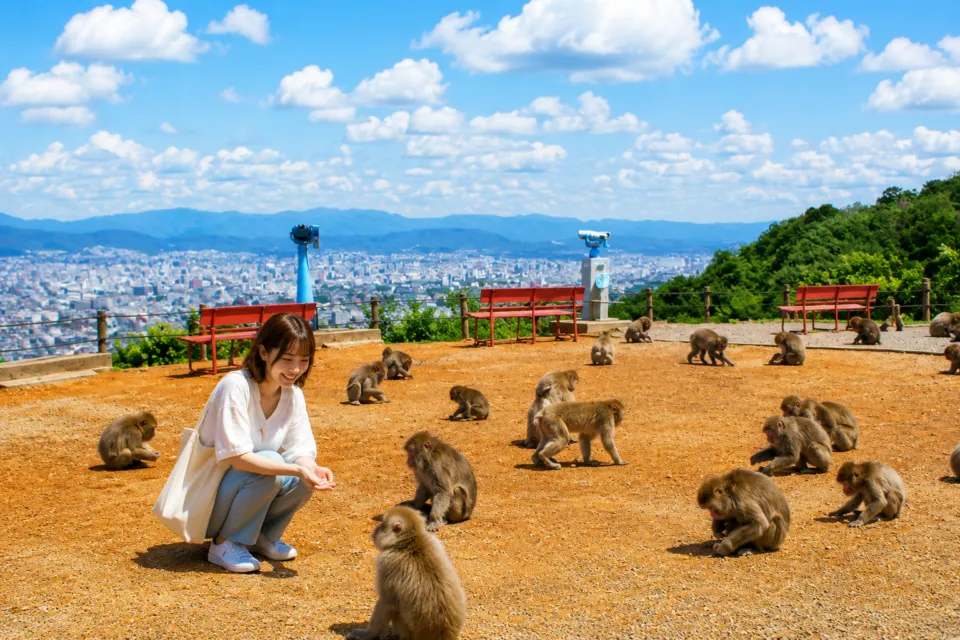 嵐山モンキーパークいわたやま