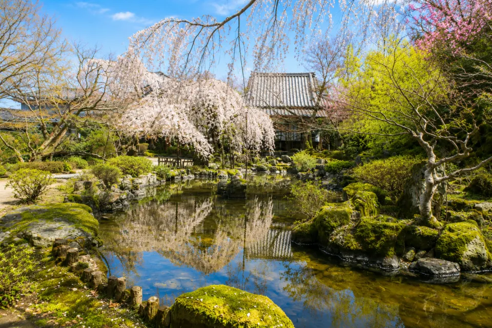 竹林院群芳園のしだれ桜と池を望む庭園
