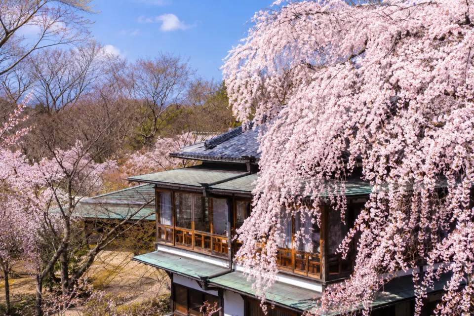 竹林院群芳園のしだれ桜に囲まれた木造建物