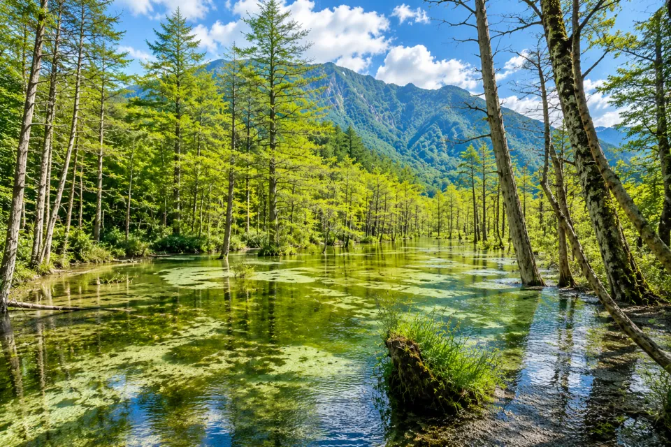 岳沢湿原