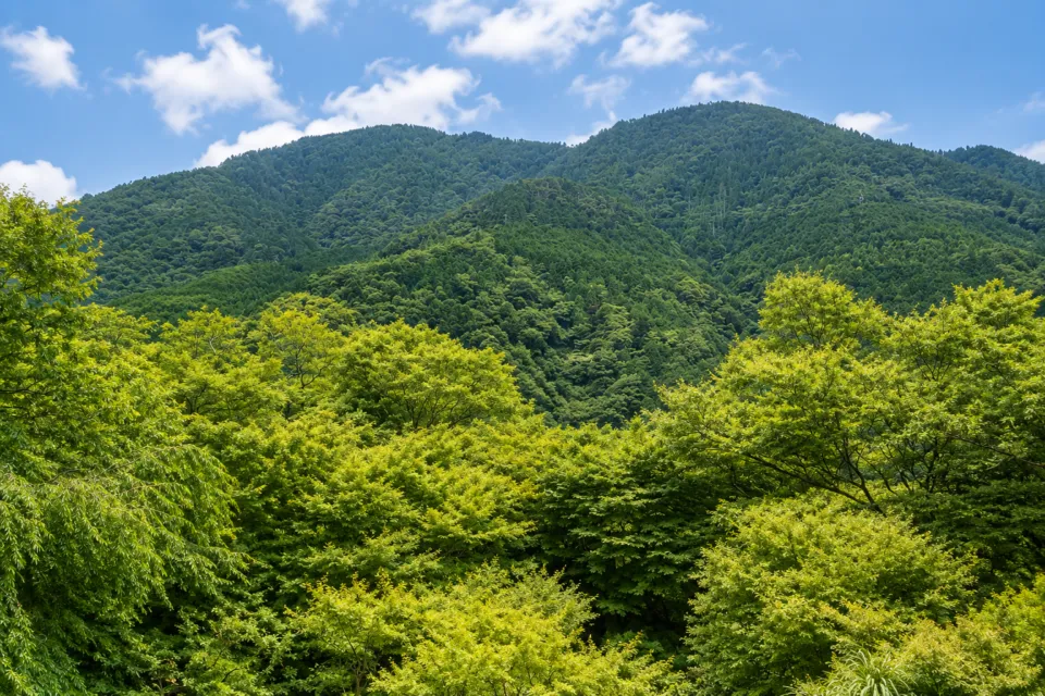 箱根吟遊の緑豊かな山並みの眺望