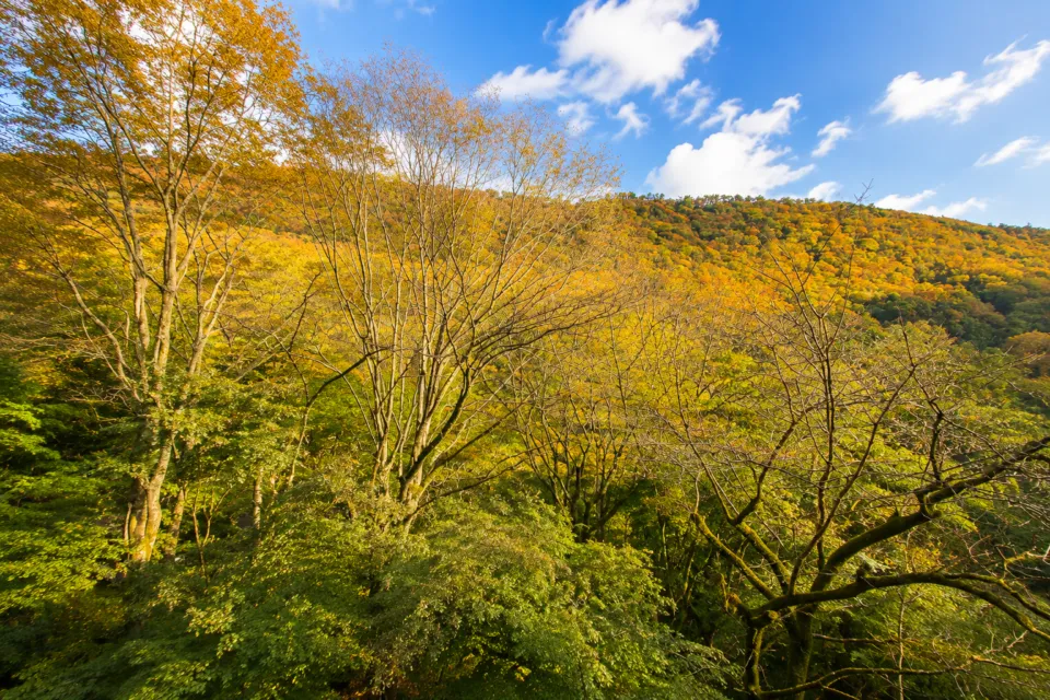はつはなの周囲に広がる紅葉の山林