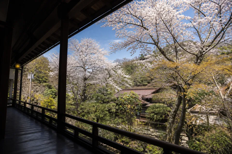 会津東山温泉 向瀧のはなれの間から望む桜