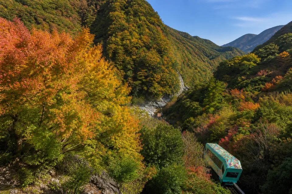 和の宿 ホテル祖谷温泉の紅葉を進むケーブルカー