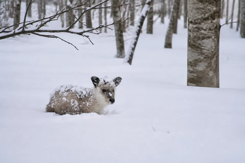 八甲田城ヶ倉温泉 ホテル城ヶ倉の雪原の野生動物