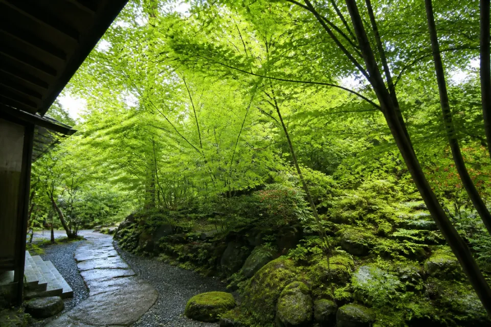 ホテル櫻井の日本庭園