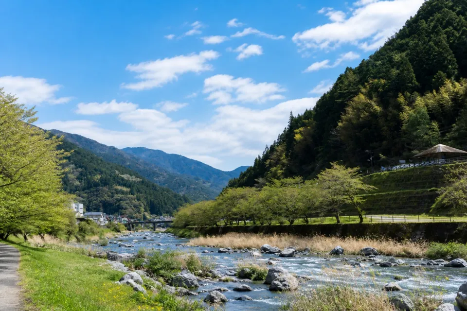 池川茶園の仁淀川と山並み、川沿いの桜を見渡す池川の風景
