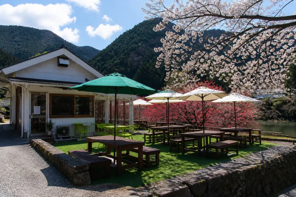 池川茶園の山あいの緑を望む、木のテーブルとパラソルが並ぶ池川茶園のテラス席