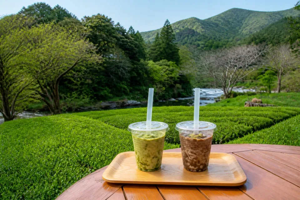 池川茶園の仁淀川町の茶畑を背景に並ぶ、かぶせ茶とほうじ茶の茶畑プリンシェイク