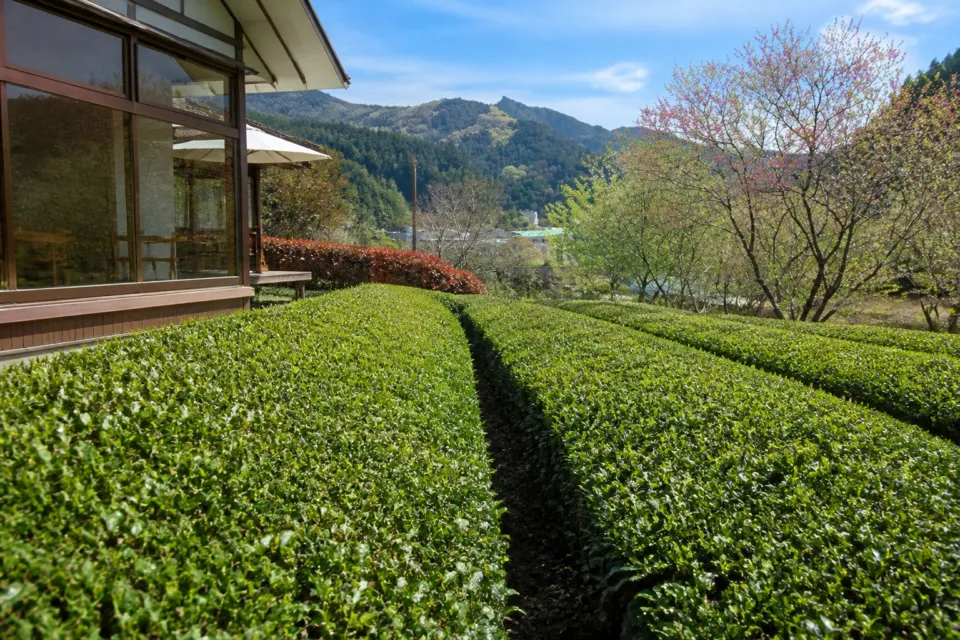 池川茶園の山と花木を背景に新芽が広がる池川茶園の茶畑