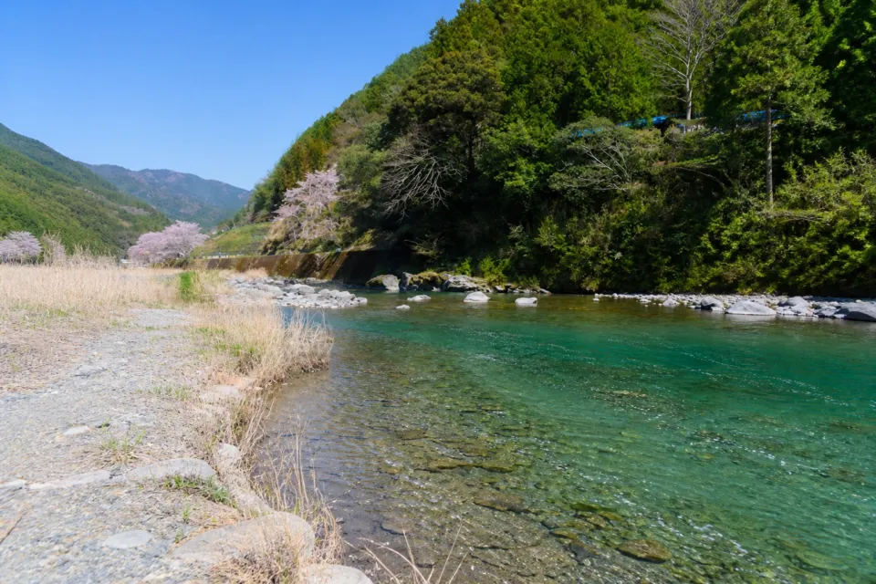 池川茶園の桜の花びらが流れる透明な仁淀川と山あいの風景