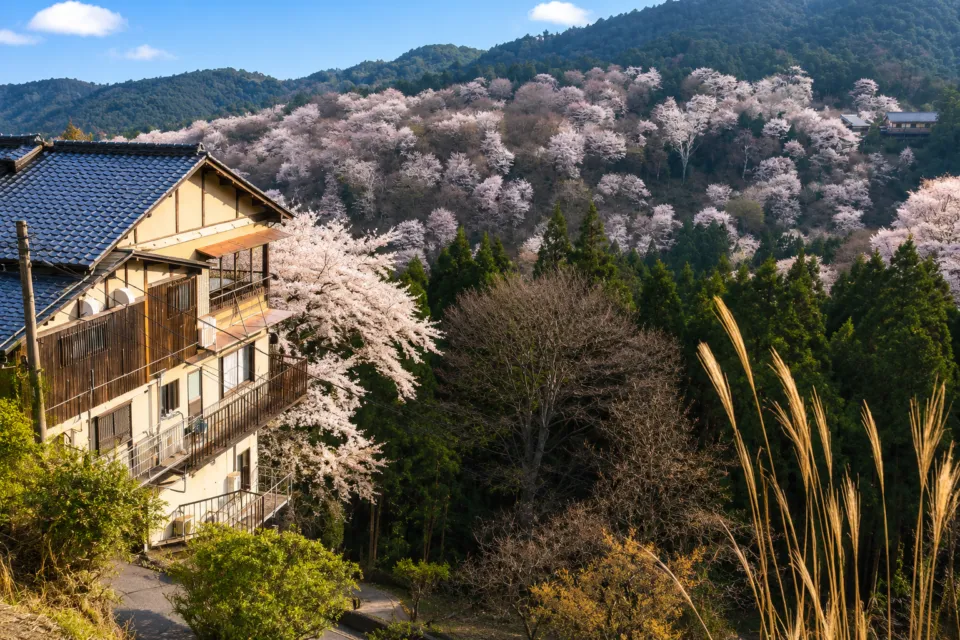 景勝の宿 芳雲館の桜が広がる吉野山の眺望