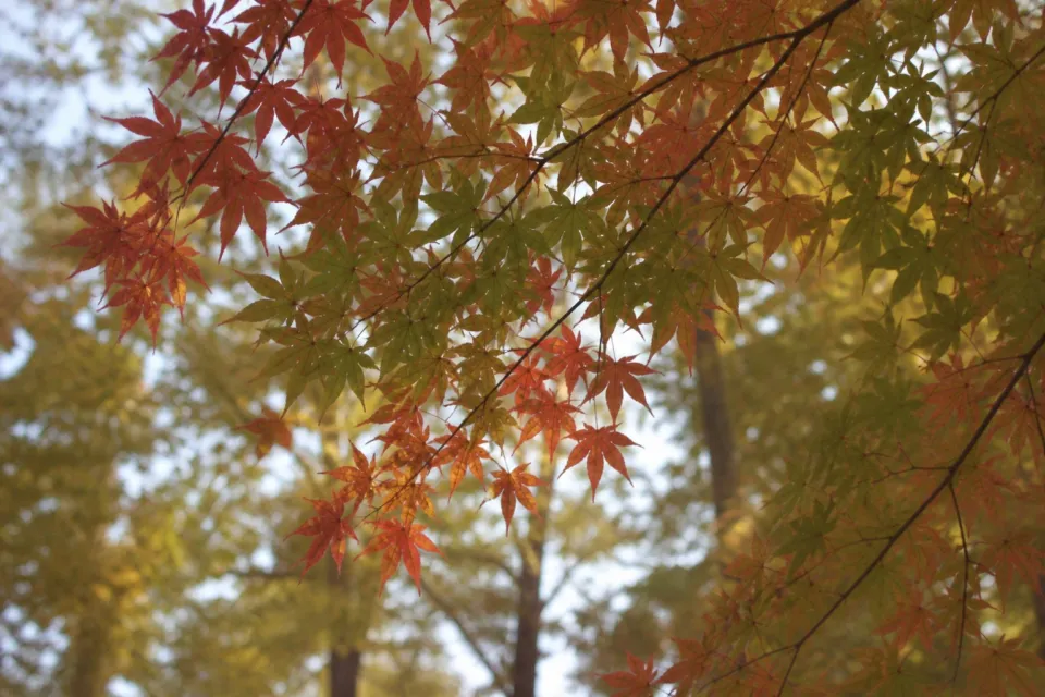 NASU SHOZO CAFEの周囲を彩る秋の紅葉