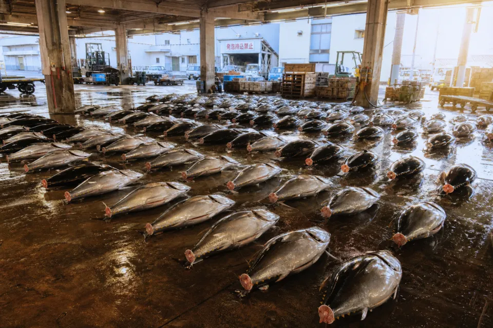 能登前寿司 千代ずしの仕入れ先市場の鮮魚
