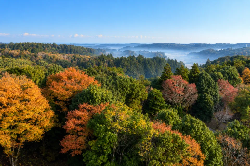 オークラアカデミアパークホテルの紅葉に包まれた周辺の森