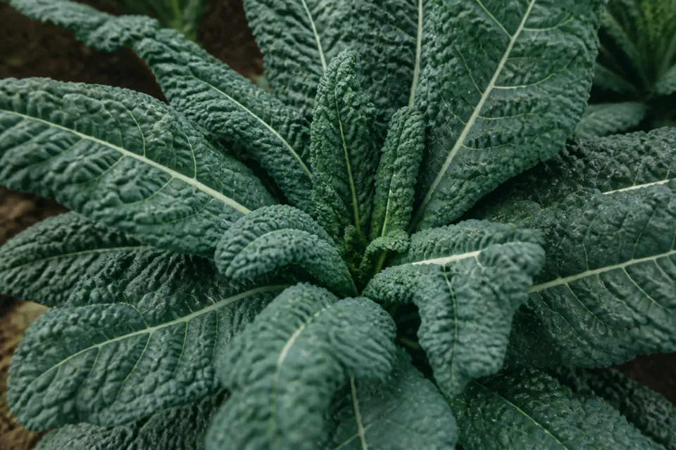 オトワレストランの濃緑の葉野菜