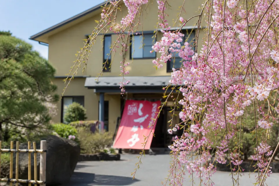 奥州平泉温泉 そば庵 しづか亭の春の庭を彩る枝垂れ桜