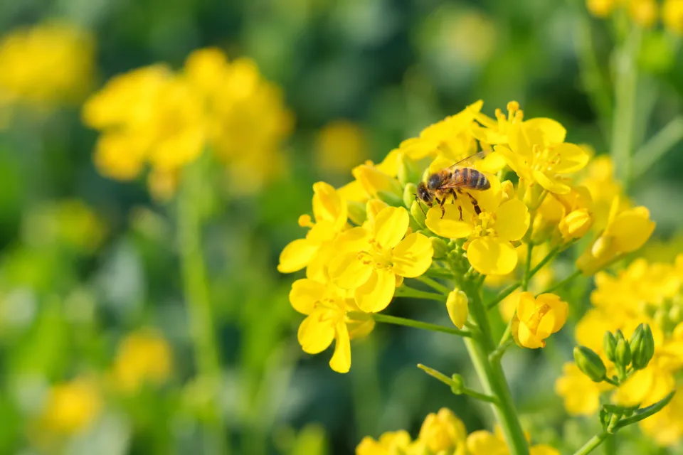 あそ路の高菜の花