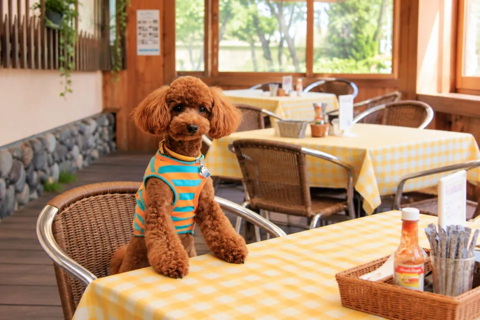 カフェレストラン亜詩麻の犬とチェック柄のテーブルクロスがある席