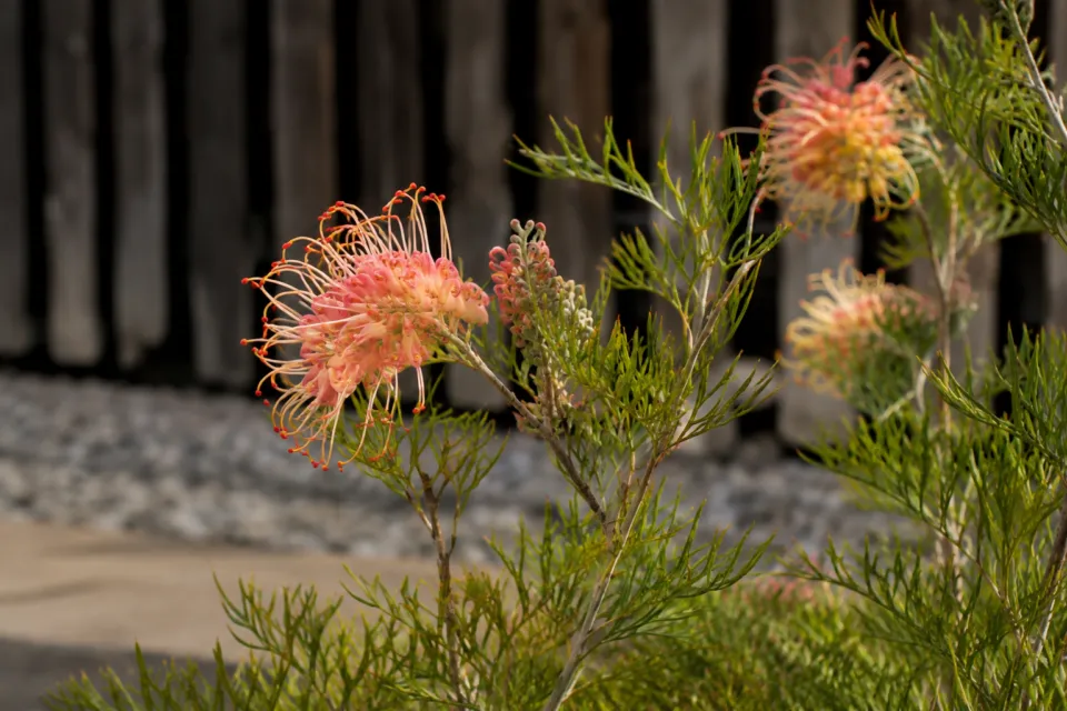 fenuaの木の外壁を背景に咲く植栽の花