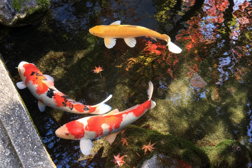 料亭・旅館 半月庵の庭園の池を泳ぐ色鮮やかな錦鯉
