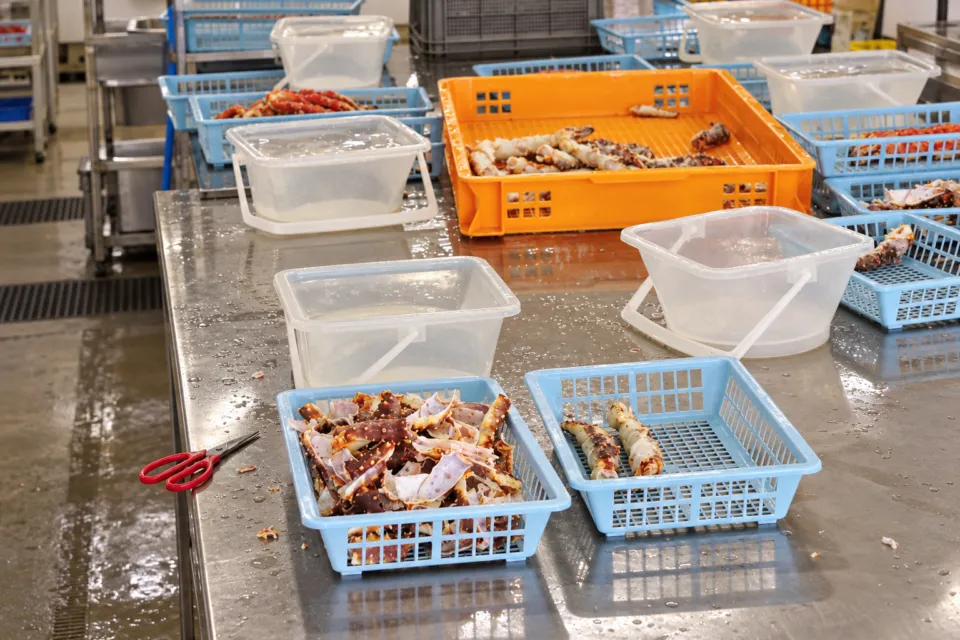 カニと海鮮丼 かじまの工場でのかに加工風景
