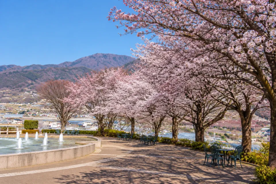 甲州市勝沼ぶどうの丘の敷地に咲く桜