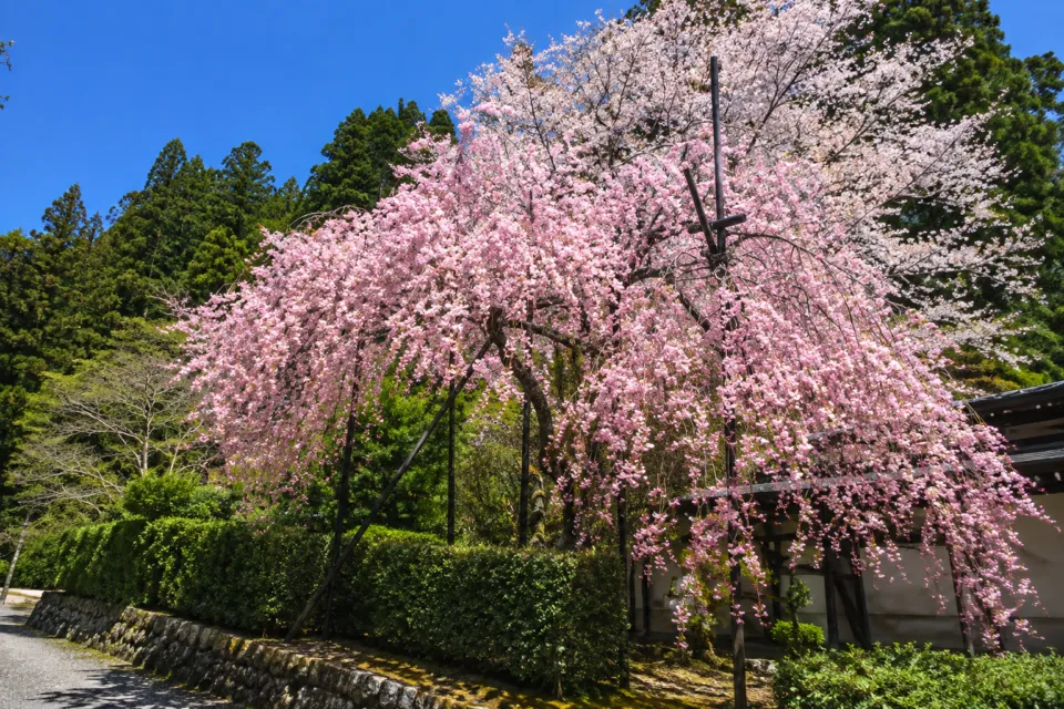 高野山 別格本山 清浄心院の花をつけた境内の桜