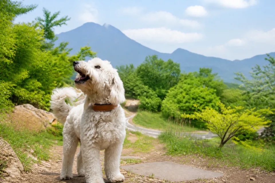檪の丘の由布岳を背景にしたペット同伴風景