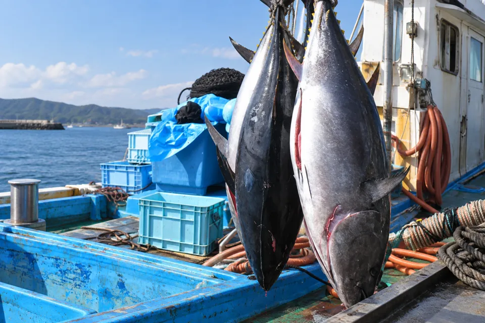 松乃鮨の仕入れを伝える七尾の大型魚