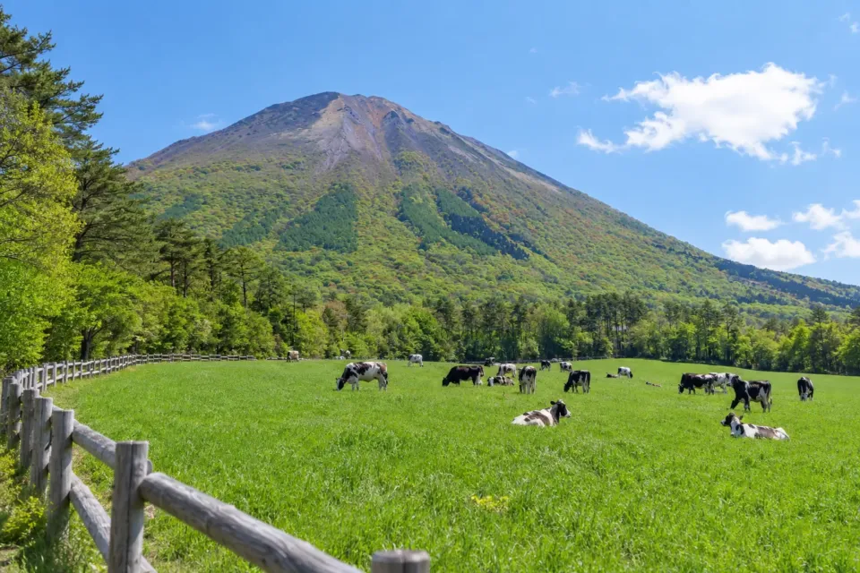三朝ヨーグルトの鳥取県の牧草地と乳牛