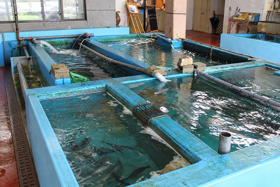 お魚処 玄海の店内の生簀
