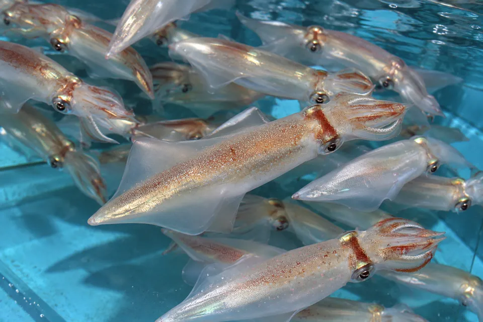 お魚処 玄海の生簀で泳ぐイカ