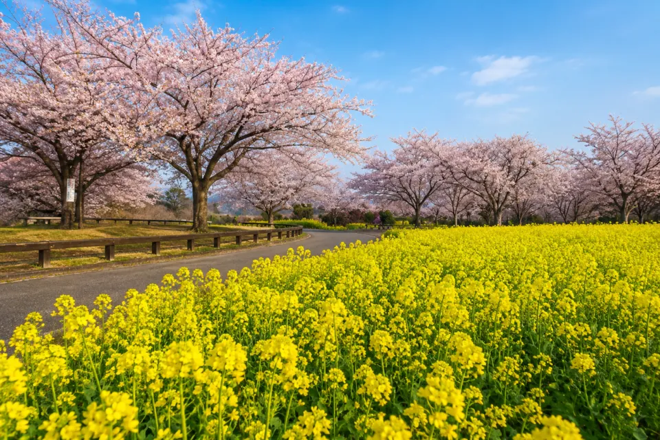 成田市さくらの山