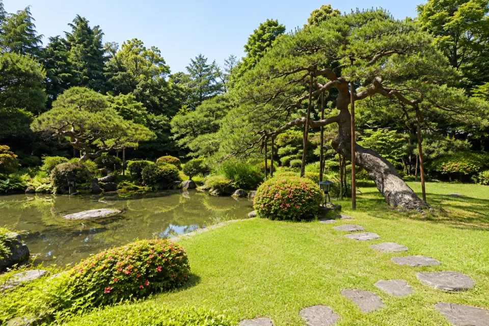 御料理 新茶屋の松と池のある庭園