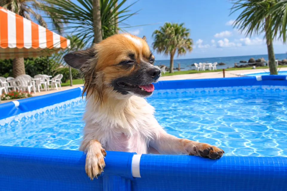 白浜オーシャンリゾートの犬用プール