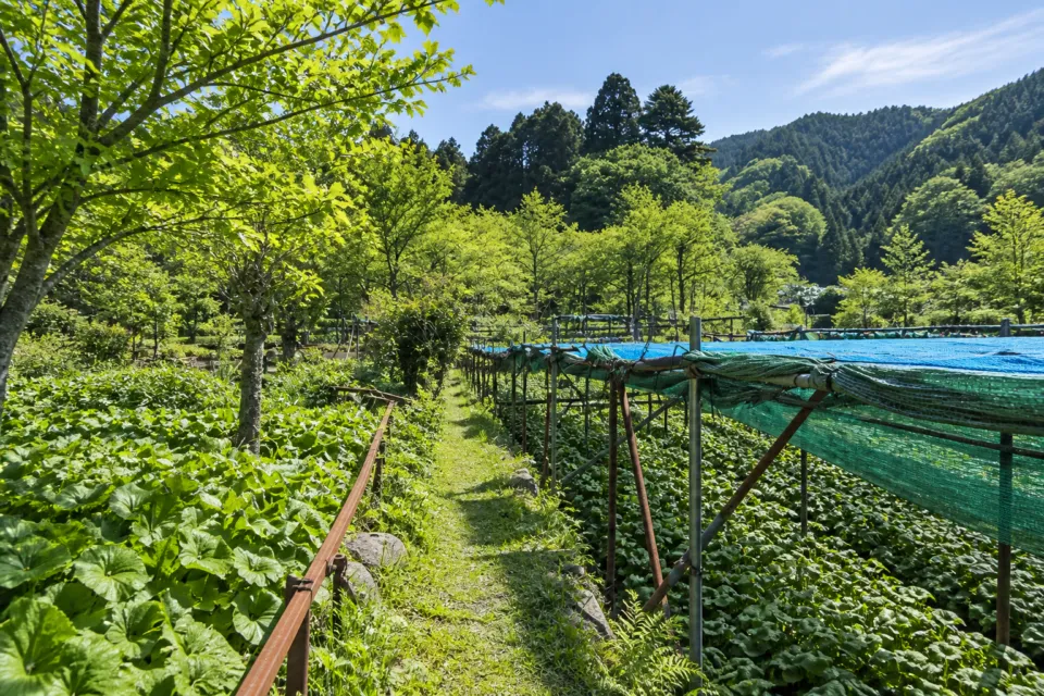 鮨いとうの山葵田