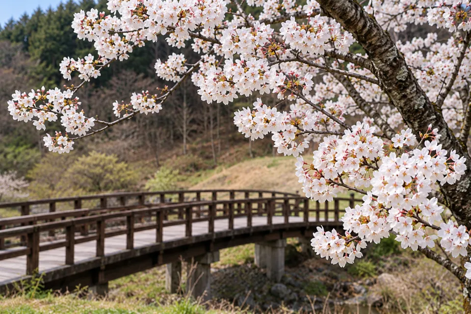 蒜山なごみの温泉 津黒高原荘の木橋の上に咲く桜
