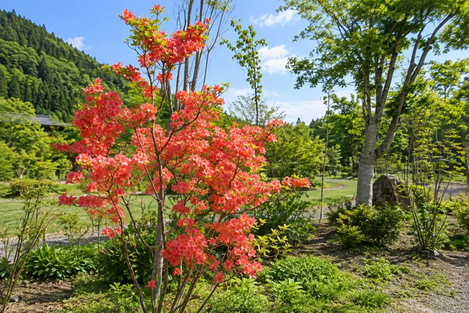 山の神温泉 優香苑の庭園の花木
