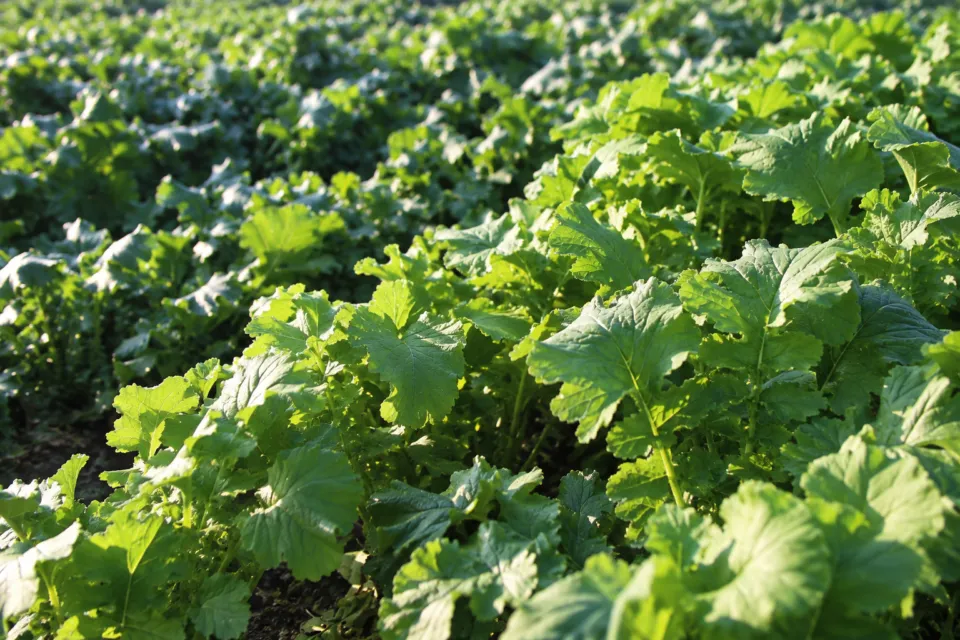 Another Livingの公式サイトに掲載された畑の葉野菜