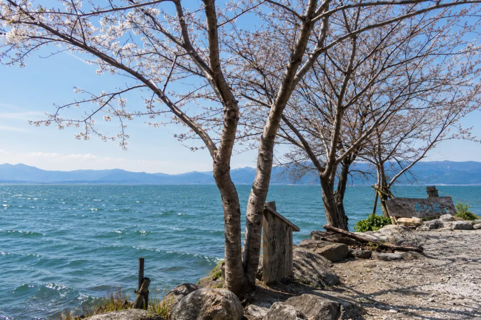 シャーレ 水ヶ浜の湖畔の桜と水面