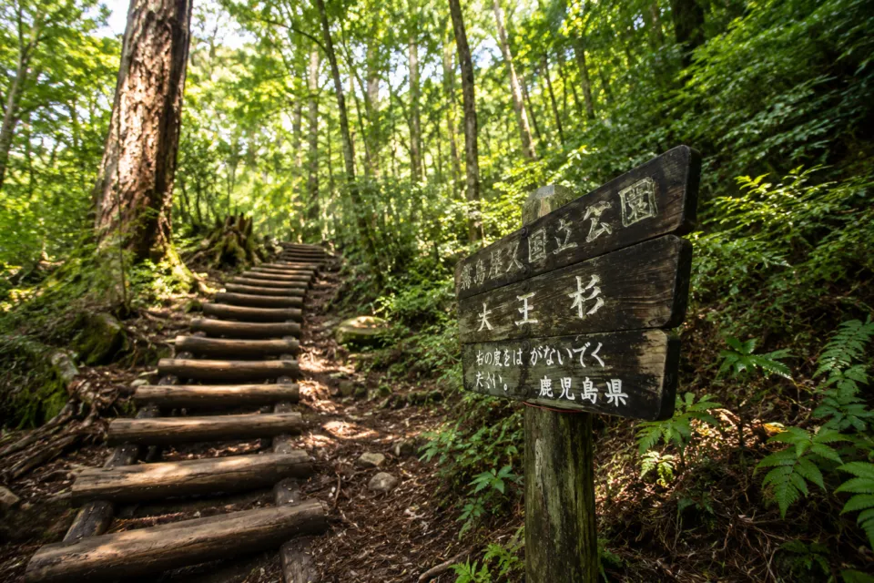 大王杉