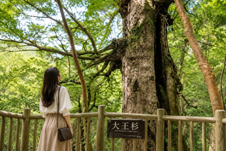 大王杉