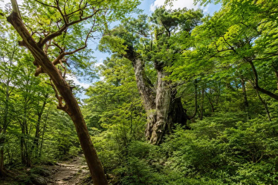大王杉