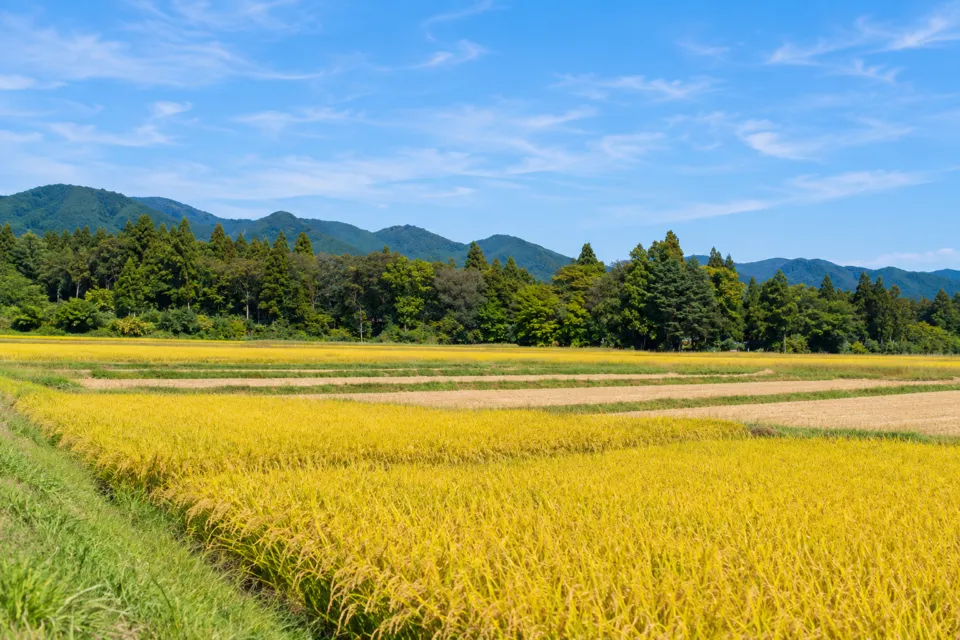 ガーデンカフェ＆デリカテッセンkimotoの自家栽培のお米を育てる田んぼ