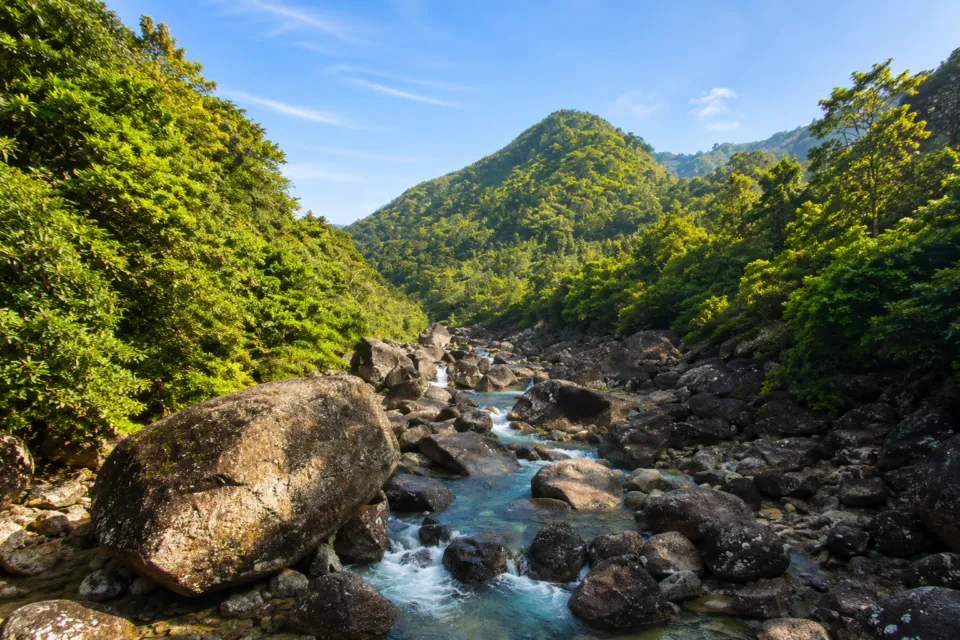 縄文杉